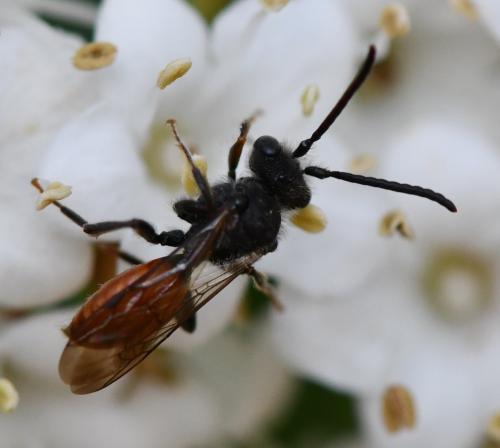Nomada sp.